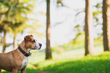 Gorgeous staffordshire terrier at a nature park, copy space shot. Active and healthy pets: cute dog...