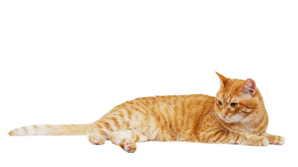 Portrait of a lying ginger cat isolated on white background.
