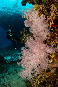 typical Red Sea tropical reef with hard and soft coral surrounded by school of orange anthias and a underwater photographer diver