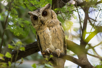 Close up view of a indian scops owl or Otus bakkamoena perched on the branch of a tree in a natural setting at keoladeo national park, bharatpur, rajasthan, india