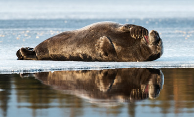 Fototapeta premium Seal resting on an ice floe. The bearded seal, also called the square flipper seal. Scientific name: Erignathus barbatus. White sea, Russia