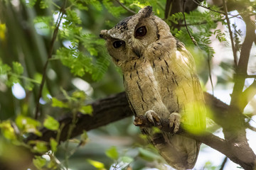 Close up view of a indian scops owl or Otus bakkamoena perched on the branch of a tree in a natural setting at keoladeo national park, bharatpur, rajasthan, india