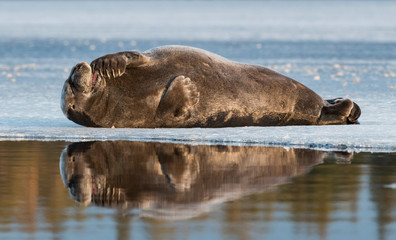 Fototapeta premium Seal resting on an ice floe. The bearded seal, also called the square flipper seal. Scientific name: Erignathus barbatus. White sea, Russia