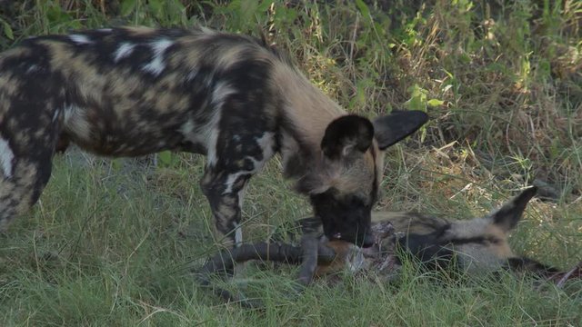 African Wild Dogs share peacefully, eating from Impala antelope skull
