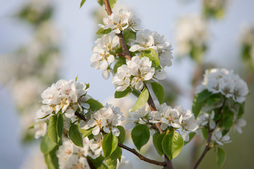 apple flowers on apple tree branches on blur background