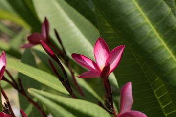 Pink Plumeria flower  blooming on tree
