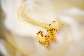 Fototapeta na wymiar Extreme close-up of a cream coloured rose with focus on the stamens. Shallow DOF creating a soft, dreamy effect. 