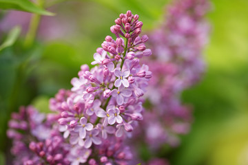 lilac flowers in the garden