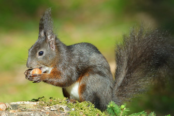 Naklejka na ściany i meble Eichhörnchen (Sciurus vulgaris)