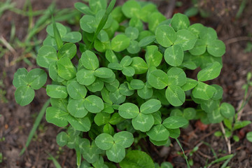clover in the garden