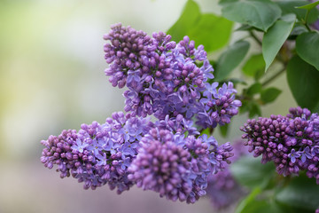 lilac flowers in the garden