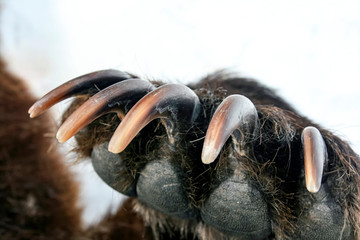 Sharp powerful bear or grizzly claws on the front paw close-up.