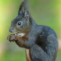 Eichhörnchen (Sciurus vulgaris)