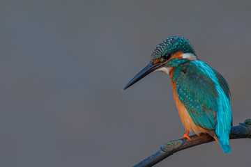 Common kingfisher on the branch