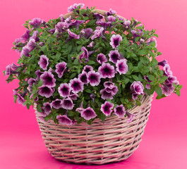 Beautiful bouquet of flowers surfinia  in a pot isolated on a white background.