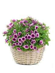 Beautiful bouquet of flowers surfinia  in a pot isolated on a white background.