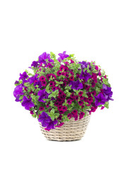Beautiful bouquet of flowers surfinia  in a pot isolated on a white background.