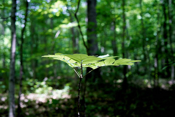 green leaves in the forest