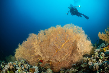 Naklejka na ściany i meble typical Red Sea tropical reef with hard and soft coral surrounded by school of orange anthias and a underwater photographer diver close to a large gorgonian