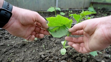 The little spider hides in a green leaf.