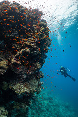 Fototapeta na wymiar typical Red Sea tropical reef with hard and soft coral surrounded by school of orange anthias and a underwater photographer diver