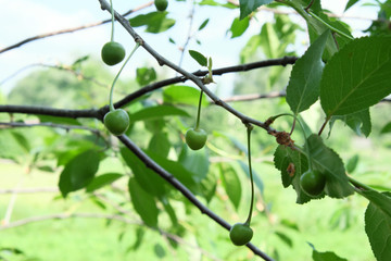 A branch with unripe cherries. Homegrown berries.