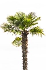 Chinese windmill palm, windmill palm or Chusan palm
(Trachycarpus fortunei)