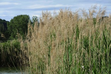 Reed on the shore of a pond