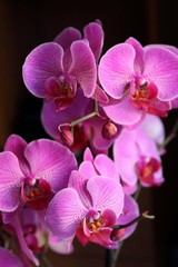 Fototapeta na wymiar Close-up Of Pink Orchids Growing On Plant