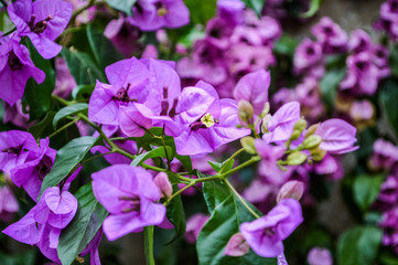 Obraz na płótnie Canvas beautiful purple bougainvillea flowers close up