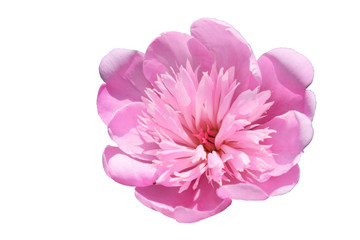 Big pink peony. Flower with pink petals. Isolated on a white background.