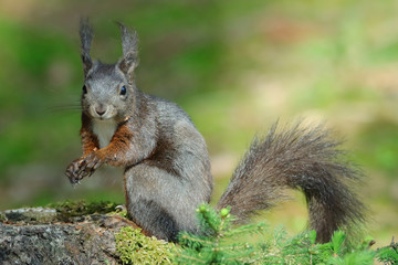 Eichhörnchen (Sciurus vulgaris)