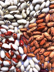 Beans of bean ( beans ). Background of many grains of dried beans. Сolored beans texture. Food background. Close up. Bean background and textured. Background of colored beans. Brazilian diet snack foo