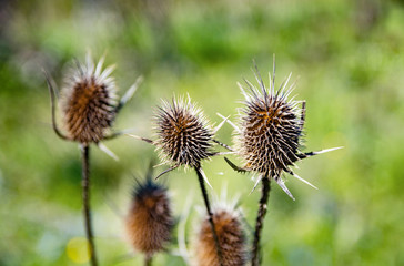 Dried Thistle.Brown thorny big thistle in the field.
