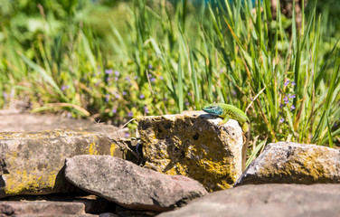 A green lizard sits on a large rock.