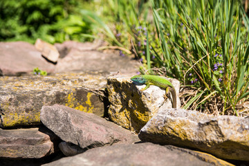 A green lizard sits on a large rock.