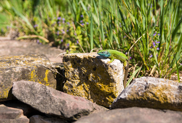 A green lizard sits on a large rock.