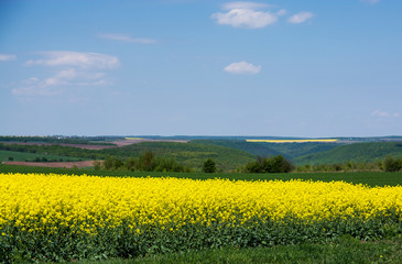 Obraz premium Yellow rapeseed field and blue sky. Agriculture.