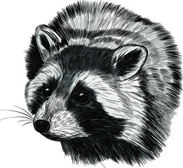 raccoon small animal cute fluffy realistic