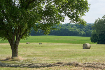 hay bales in the field