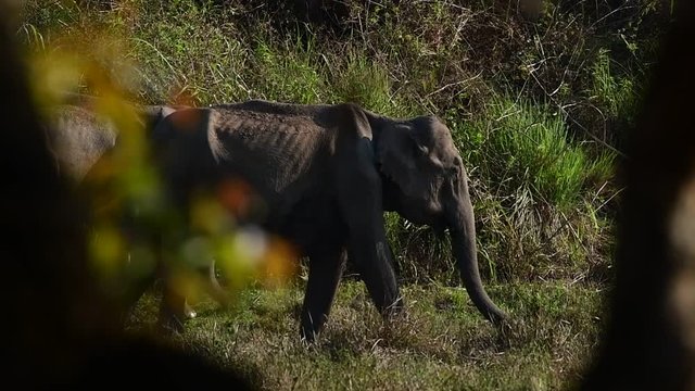 The Asian elephant, also called Asiatic elephant, is the only living species of the genus Elephas and is distributed throughout the Indian subcontinent and Southeast Asia