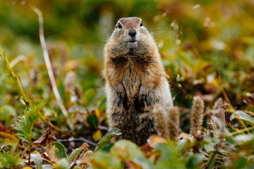 American gopher in the wild