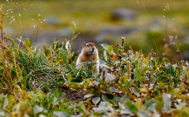 American gopher in the wild
