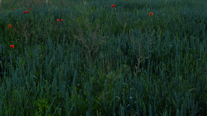 Red poppies bloom among a variety of field herbs.