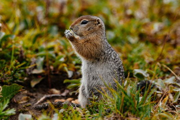 American gopher in the wild