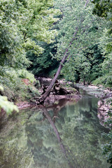 river in the forest