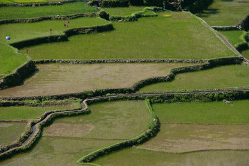 A detail to the Banaue rice terrace at hungduan rice terraces - ifugao