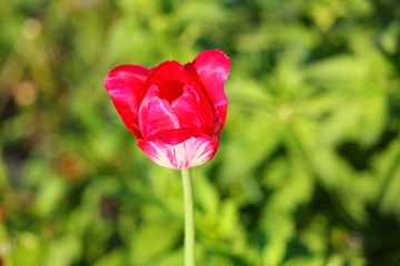 Obraz premium blooming tulip with pink and white petals