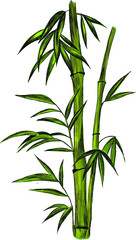 Asia bamboo green vector plant