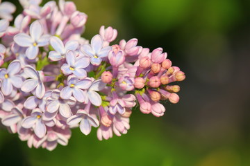 purple lilac branch in the park